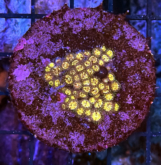 Zoa clearance