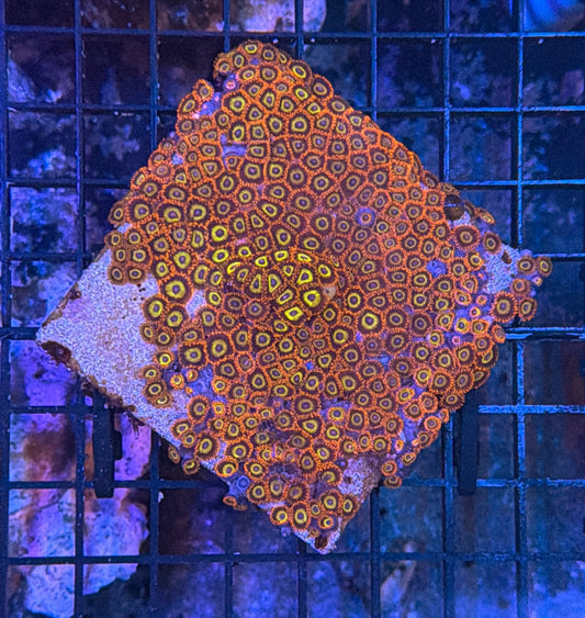 Zoa clearance
