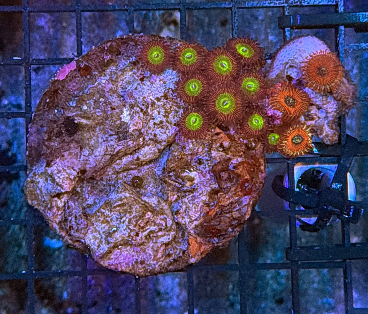 Zoa clearance