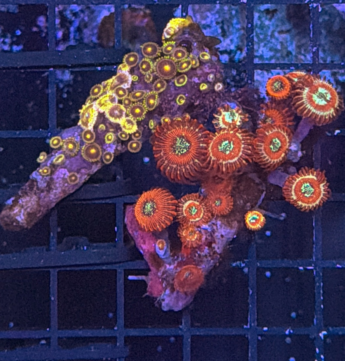 Zoa clearance