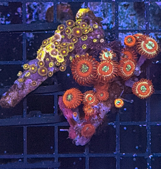 Zoa clearance