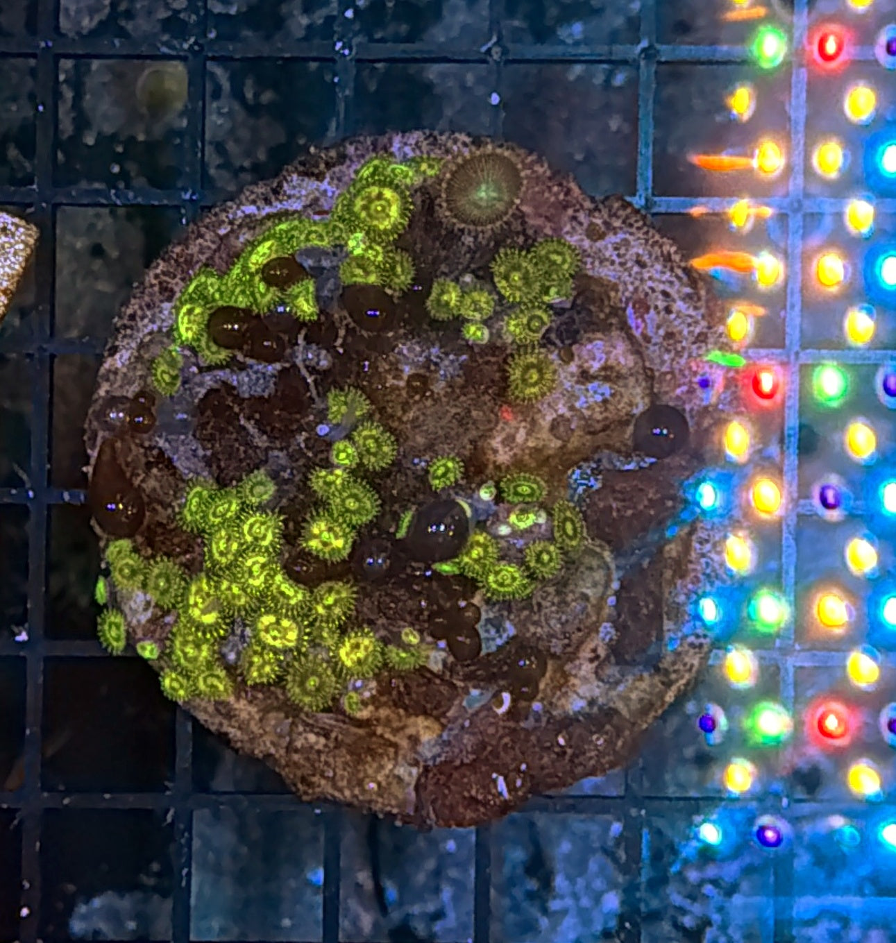 Zoa clearance