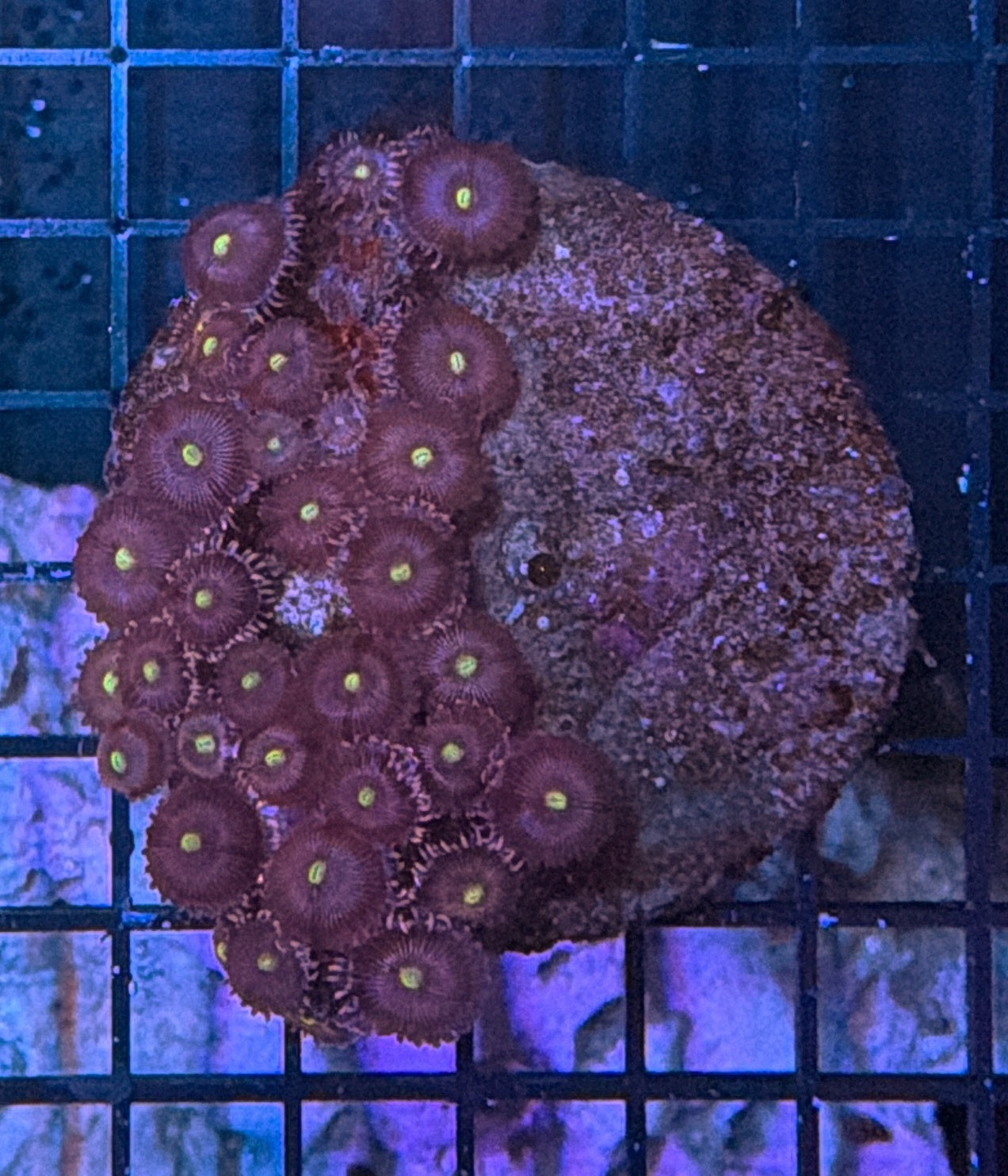 Zoa clearance