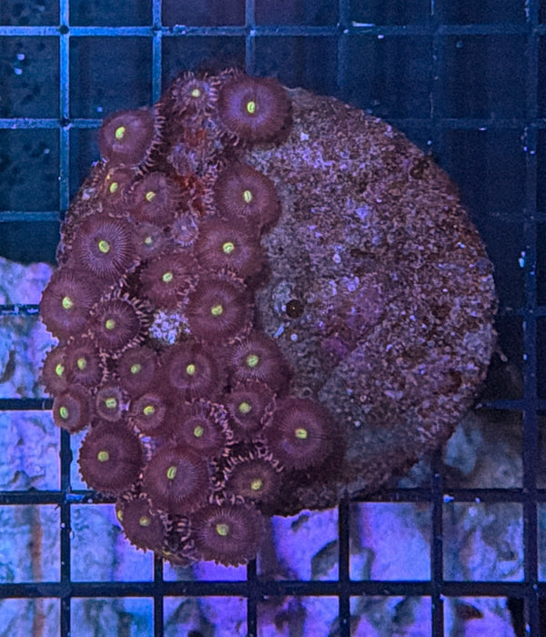 Zoa clearance