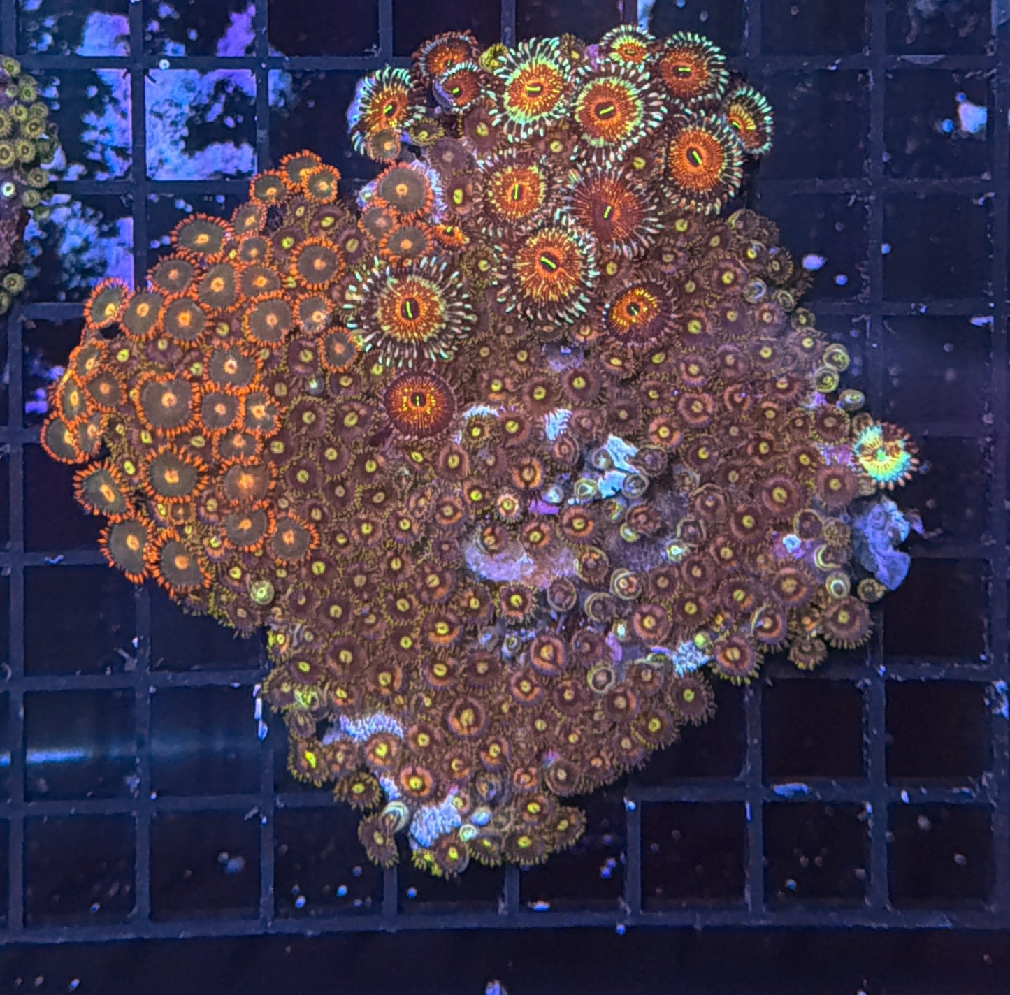 Zoa clearance