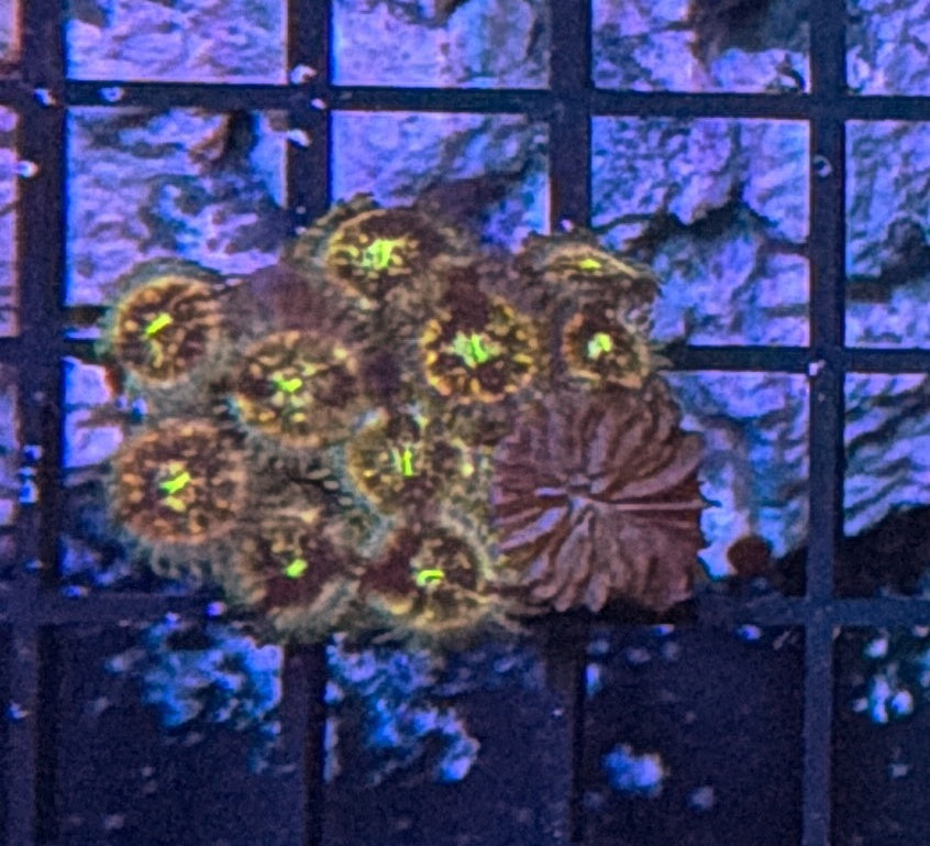 Zoa clearance