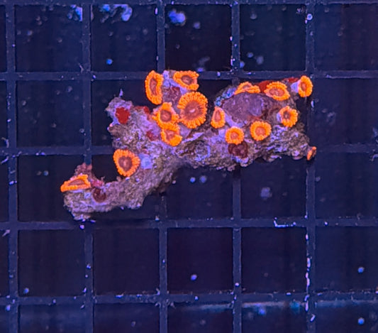 Zoa clearance