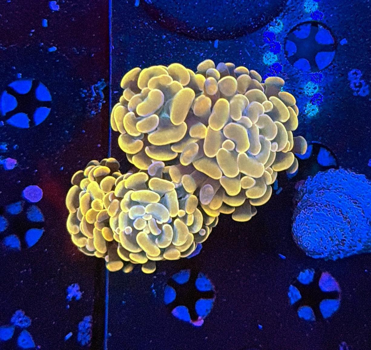 Indo hammer frag
