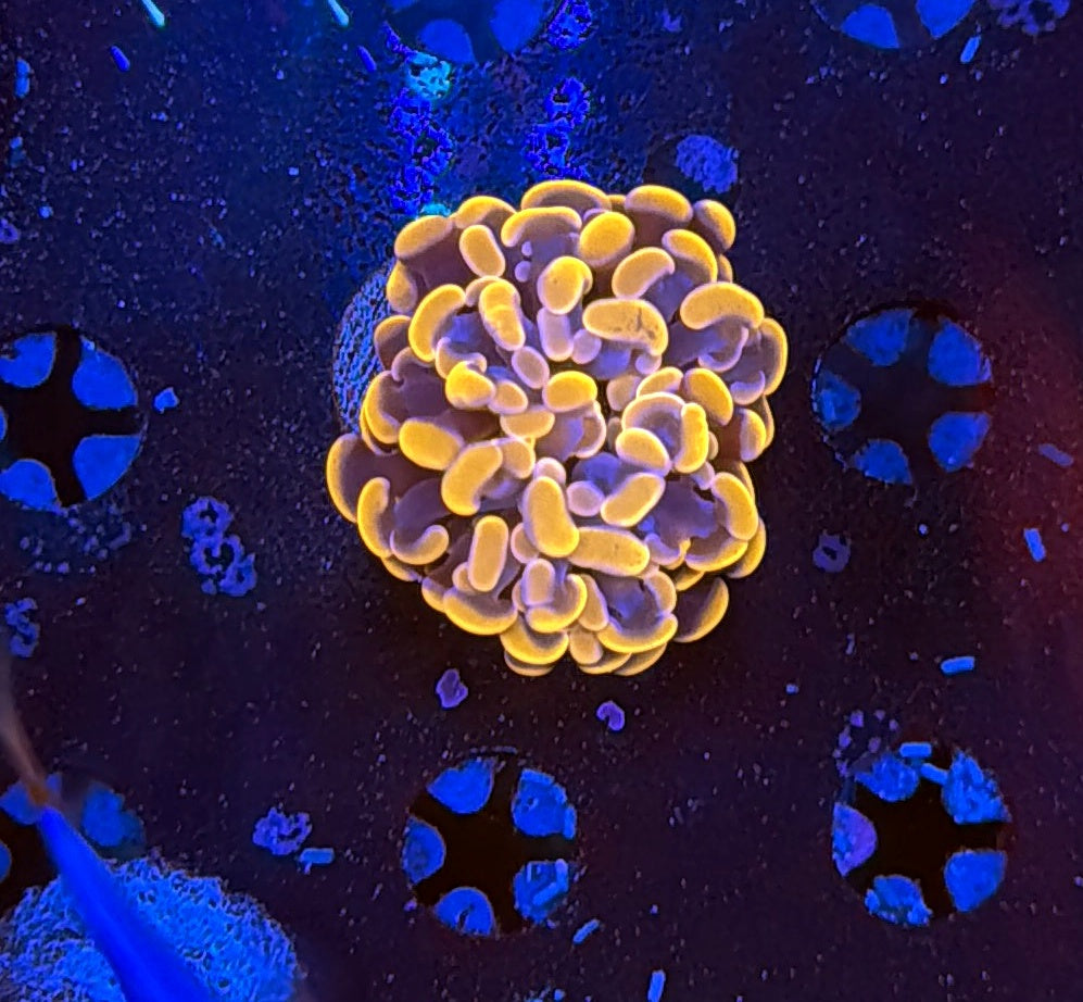 Indo hammer frag