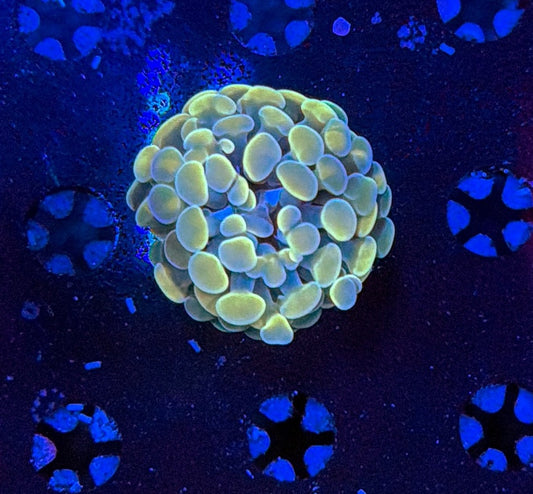 Indo hammer frag