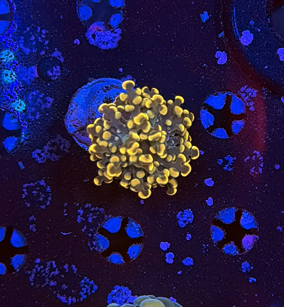 Indo hammer frag