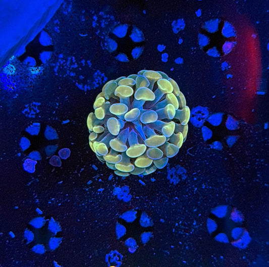 Indo hammer frag