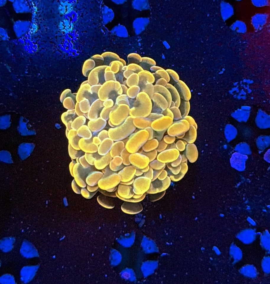 Indo hammer frag