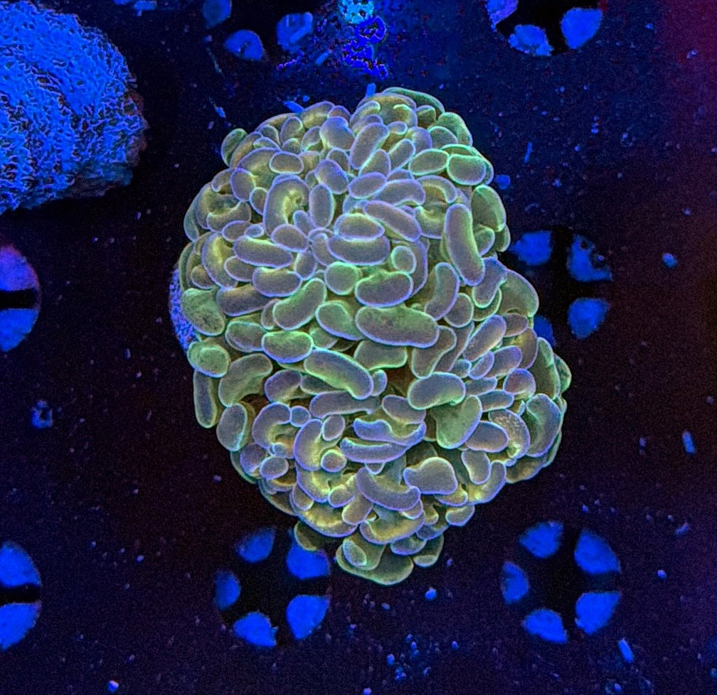 Indo hammer frag