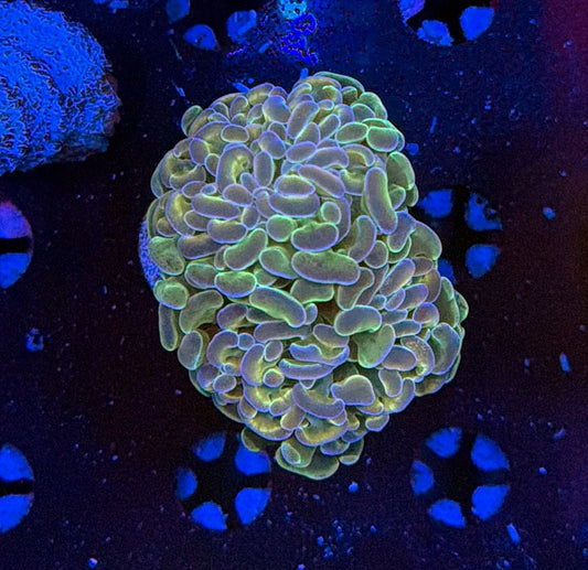 Indo hammer frag
