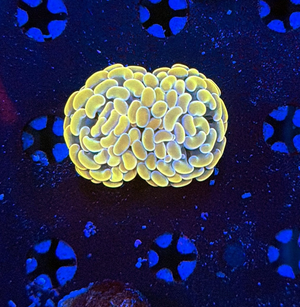 Indo hammer frag