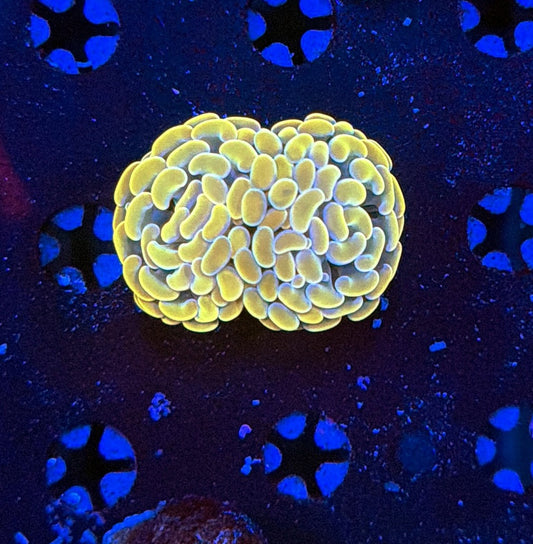 Indo hammer frag