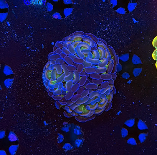 Indo hammer frag