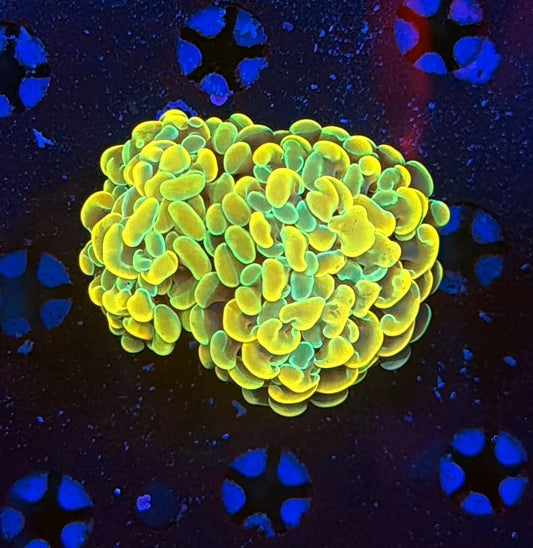 Indo hammer frag