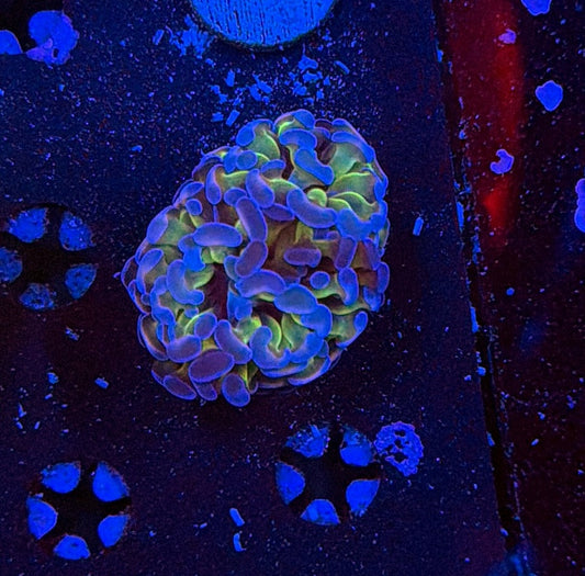 Indo hammer frag