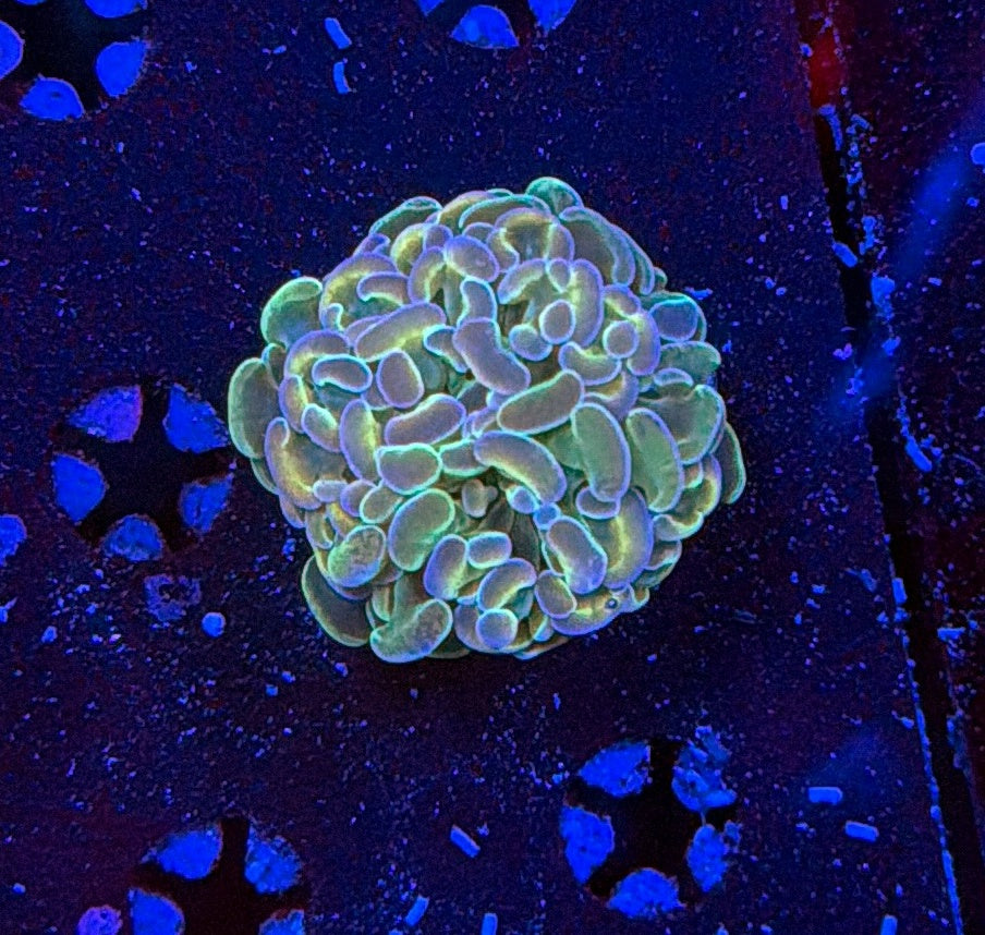 Indo hammer frag