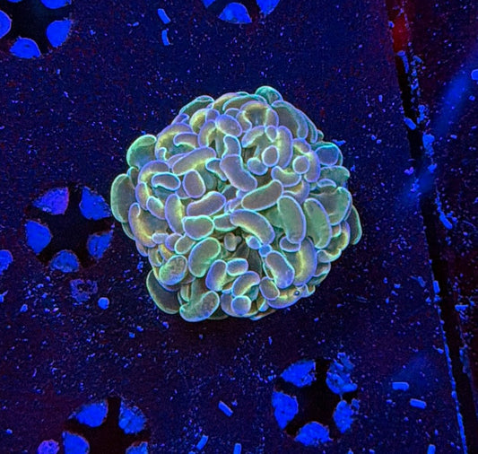 Indo hammer frag