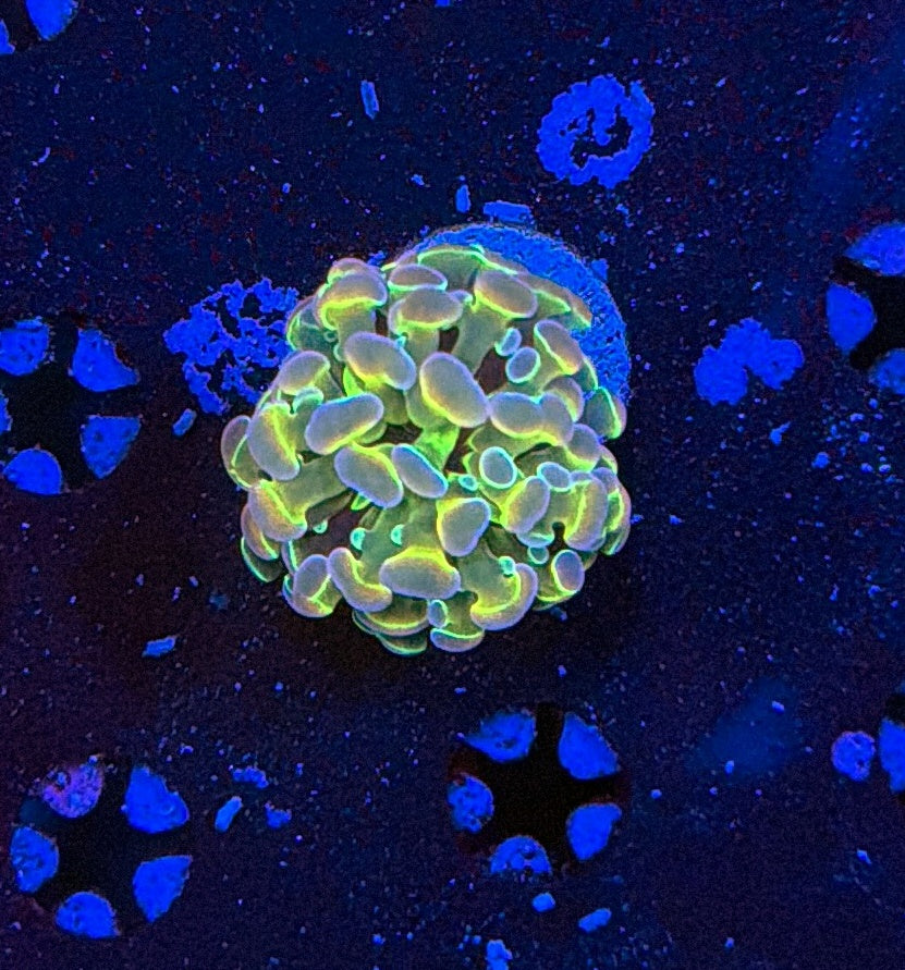 Indo hammer frag