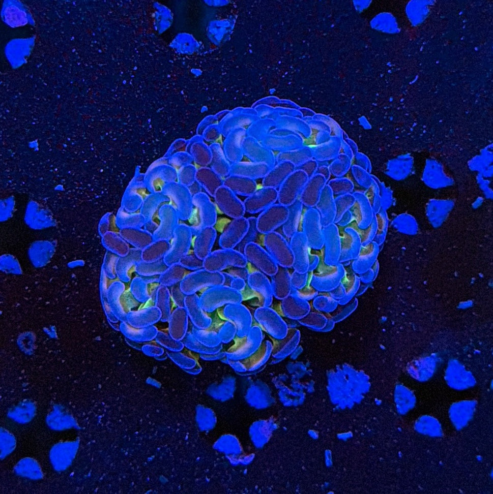 Indo hammer frag