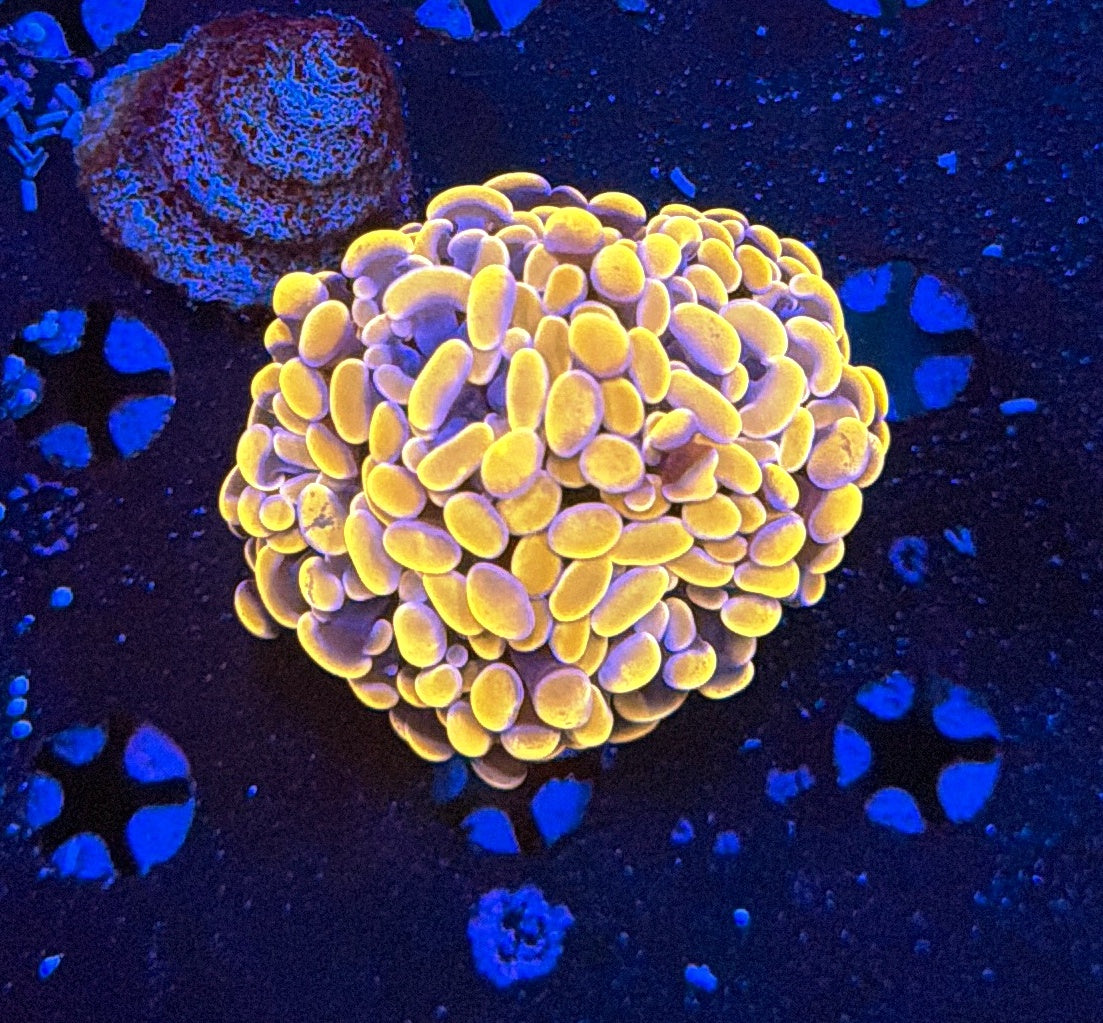 Indo hammer frag