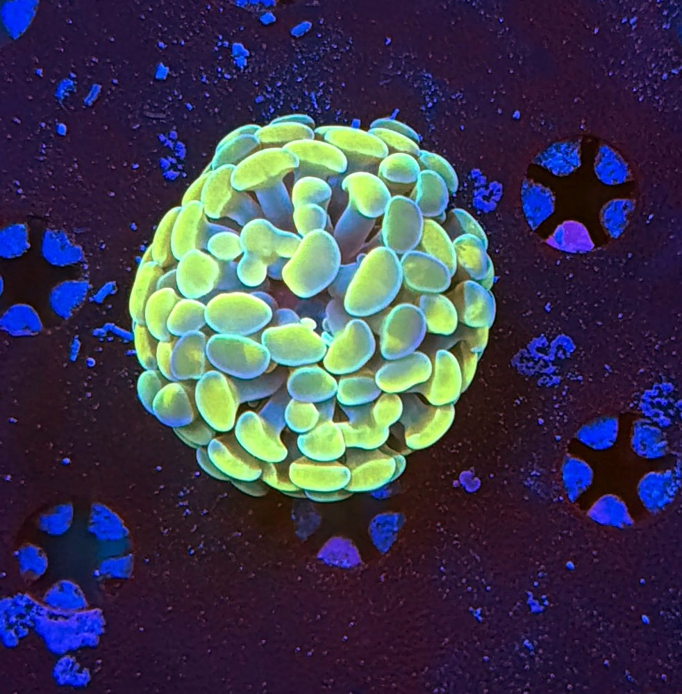 Indo hammer frag
