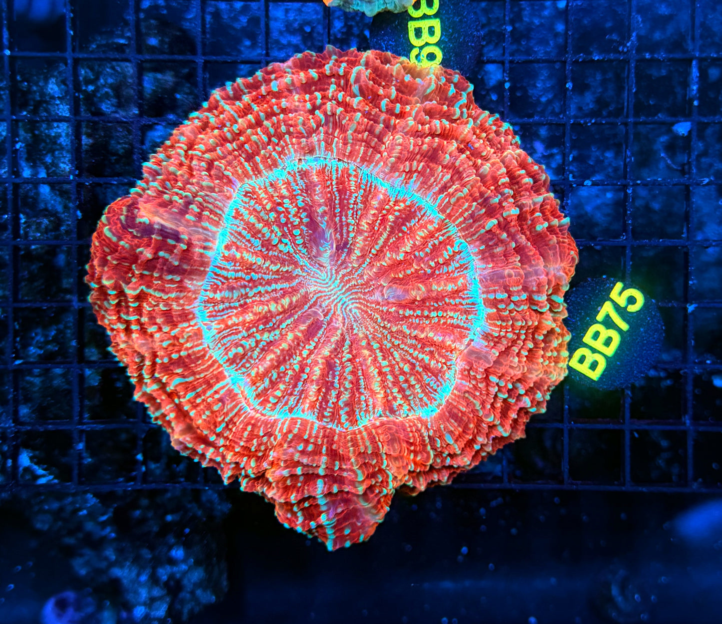 Acantho BB75
