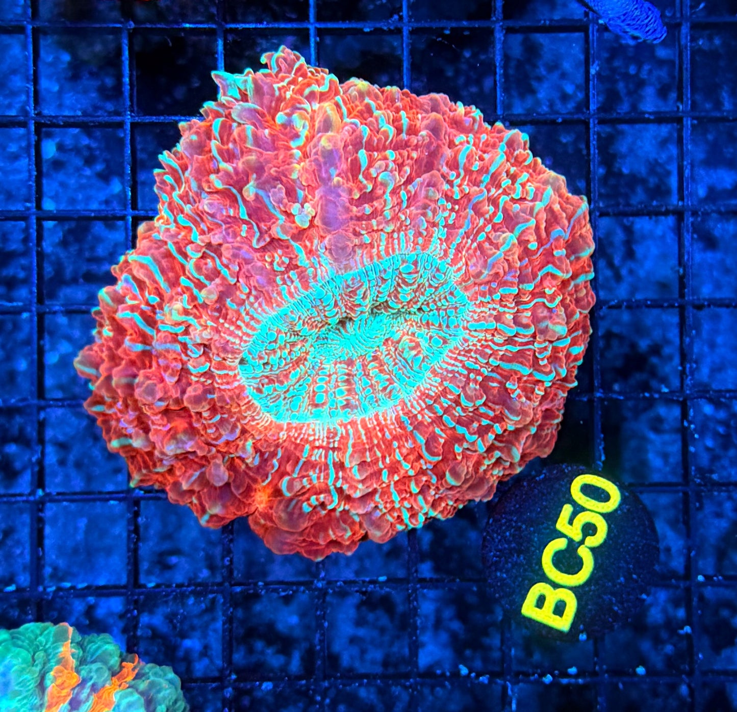 Glitter Acantho BC50