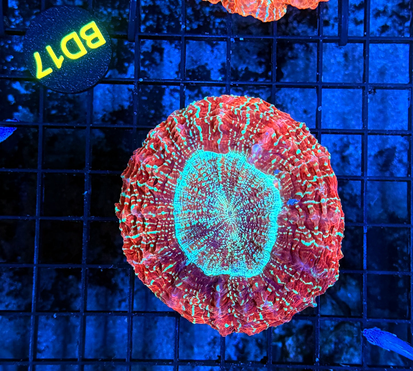 Glitter Acantho BD17