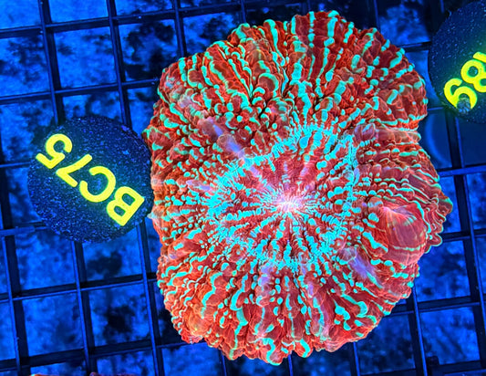 Glitter Acantho BC75