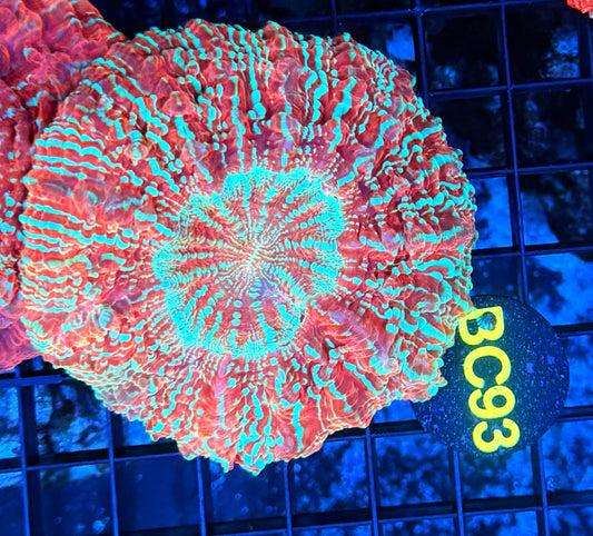 Glitter Acantho BC93