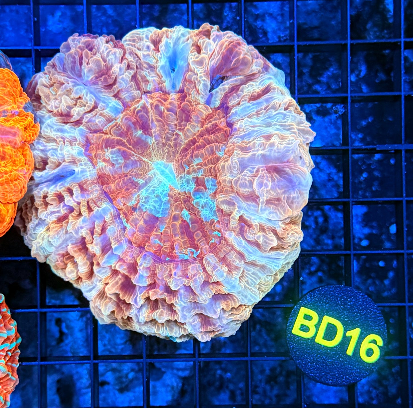 Rainbow Acantho BD16