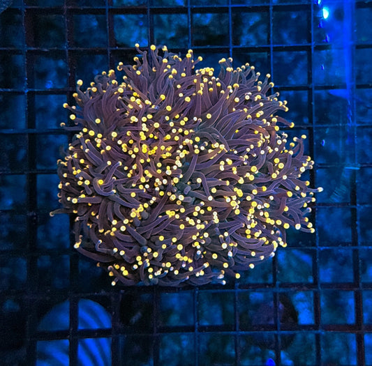Indo black torch colony