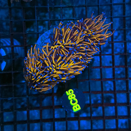 Indo Golds colony BC85