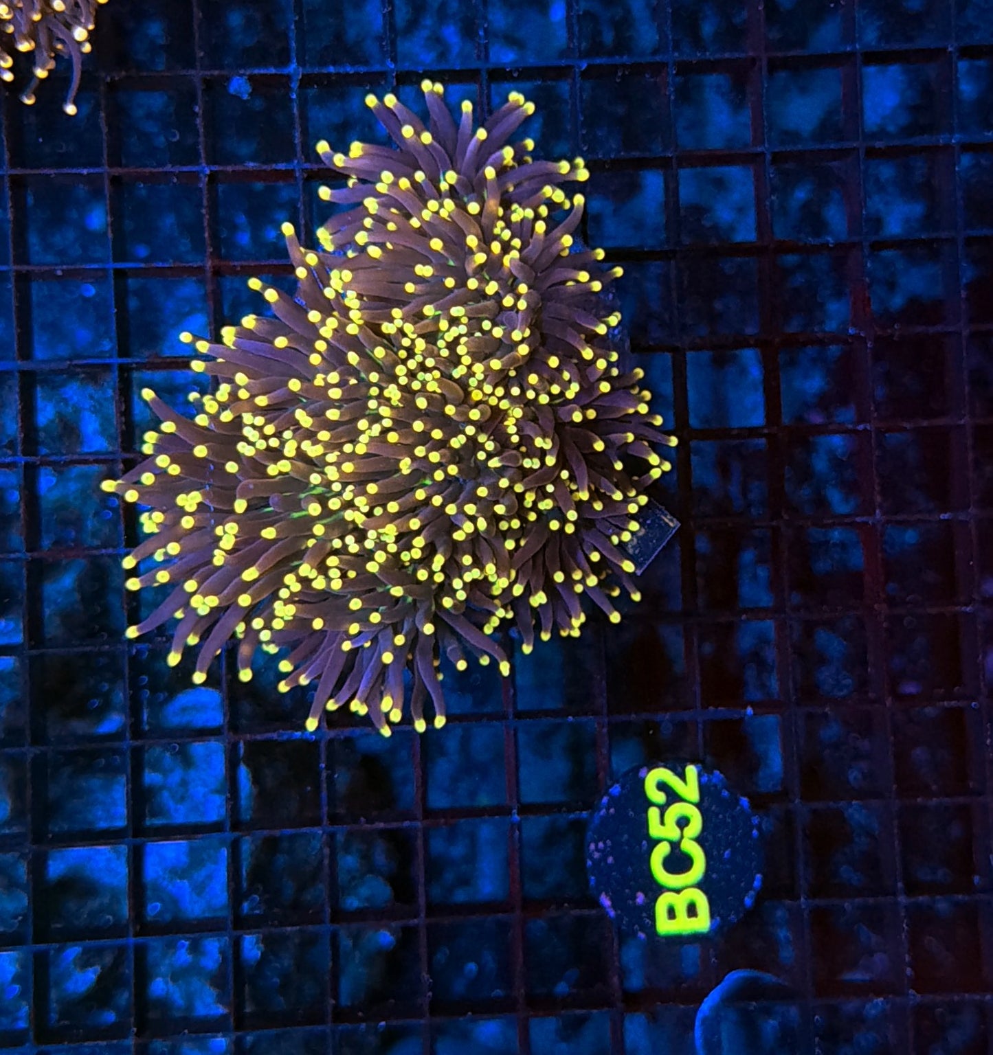 Indo Black Torch colony BC52