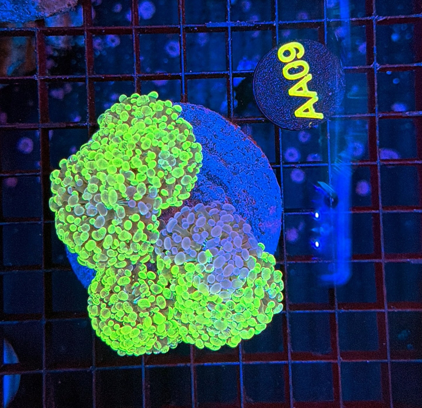 Yellow splatter hammer AA09