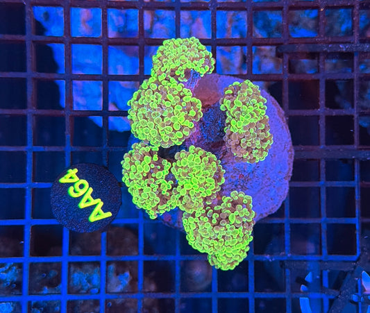 Yellow splatter hammer AA64