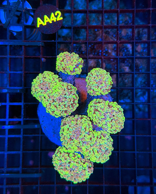 Yellow splatter hammer AA42