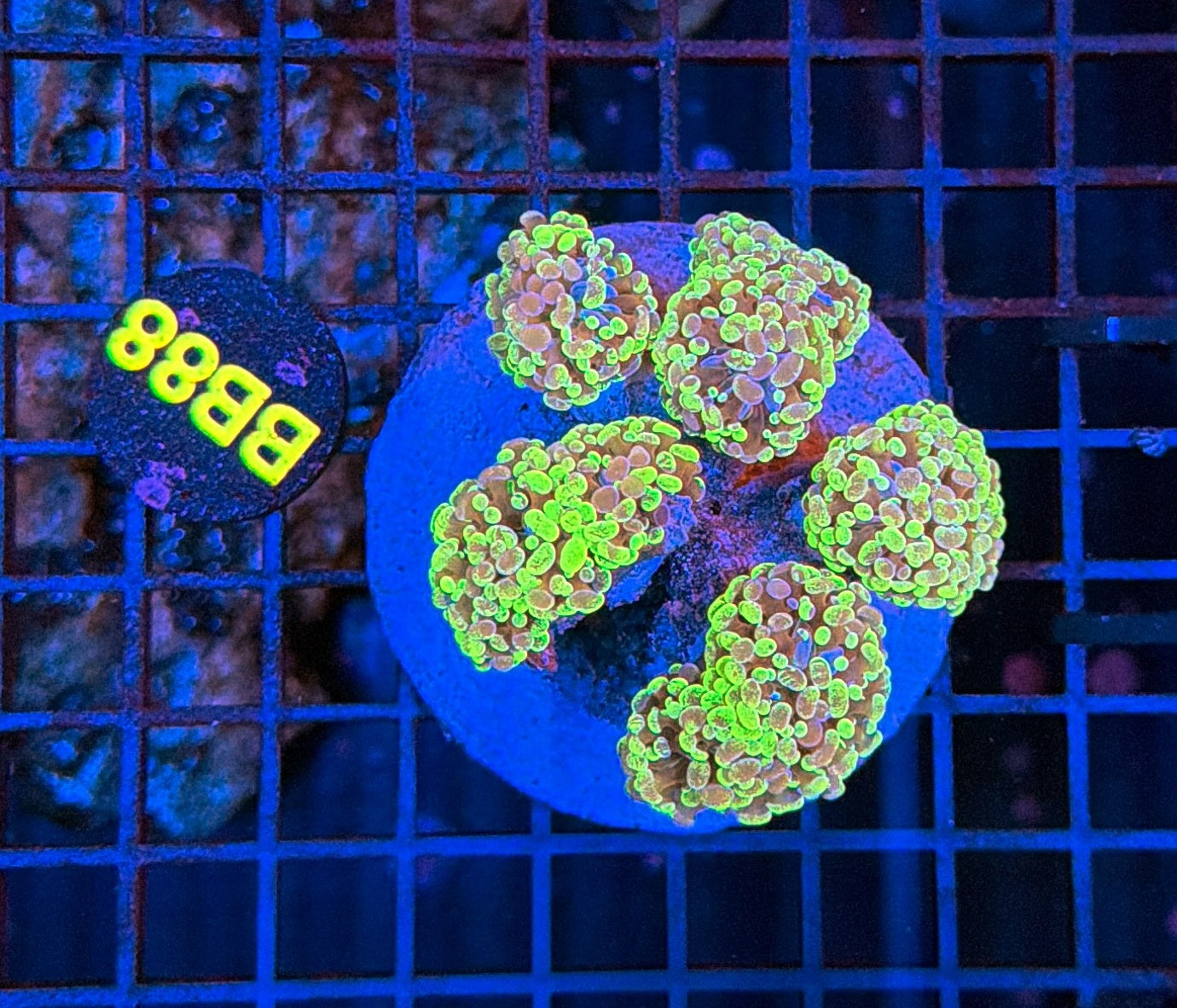 Yellow splatter hammer BB88
