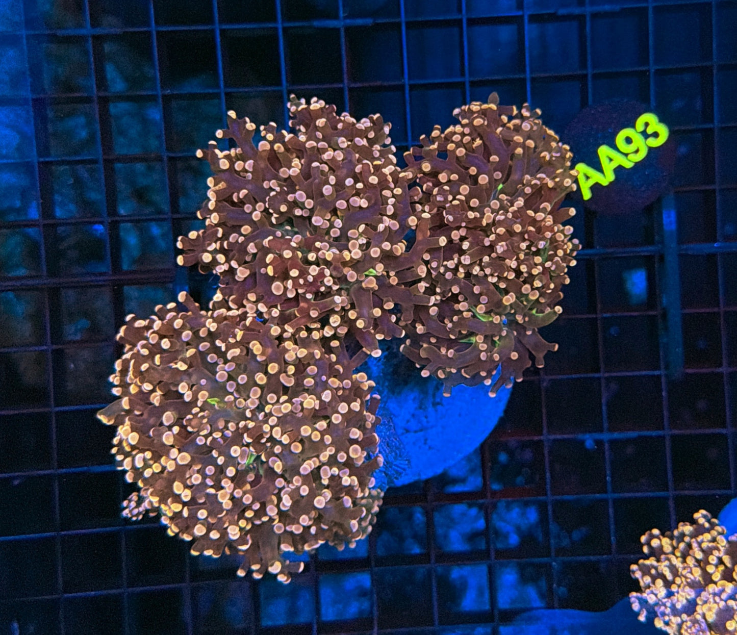 Indo Frogspwan colony