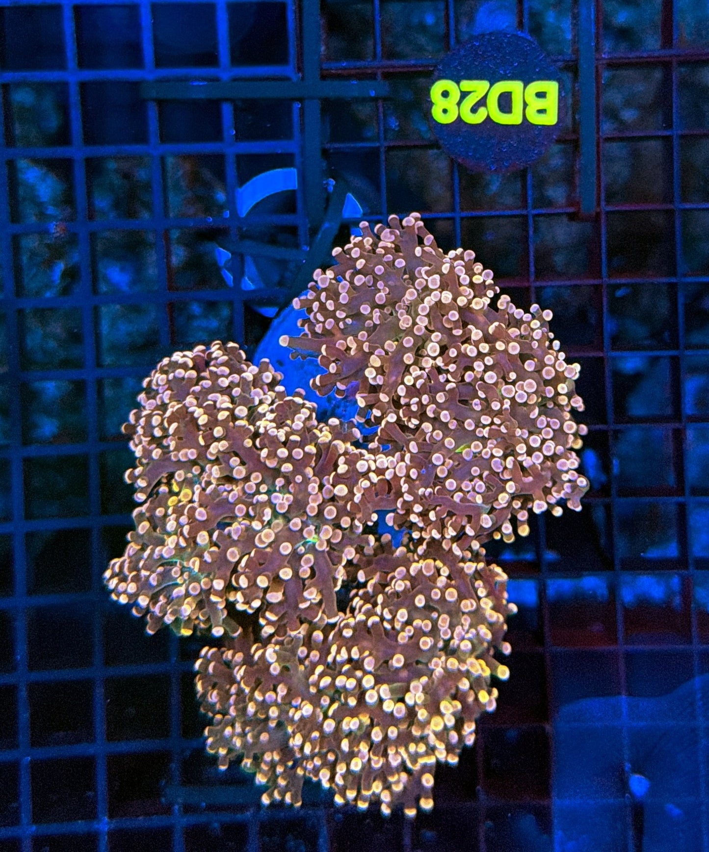 Indo Frogspwan colony BD28