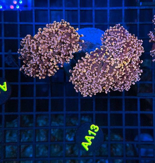 Indo Frogspwan colony AA13
