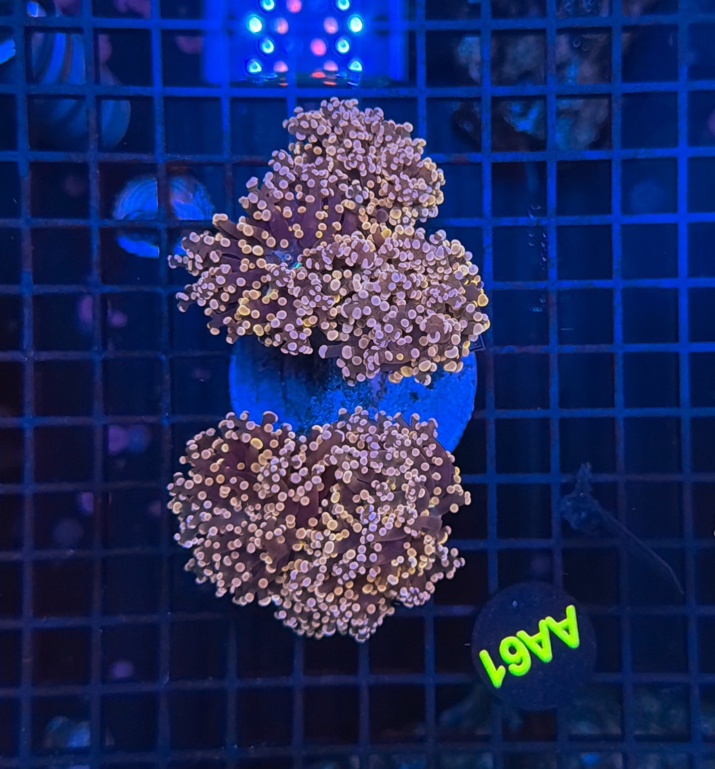 Indo Frogspwan colony AA61