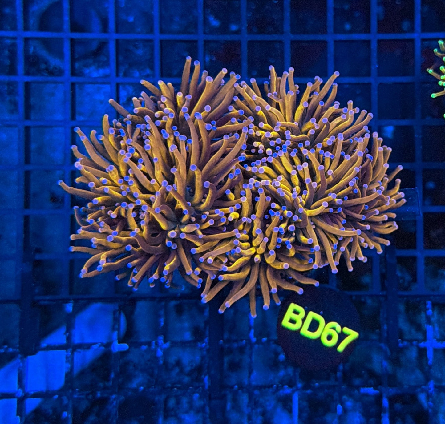 Indo Golds colony BD67
