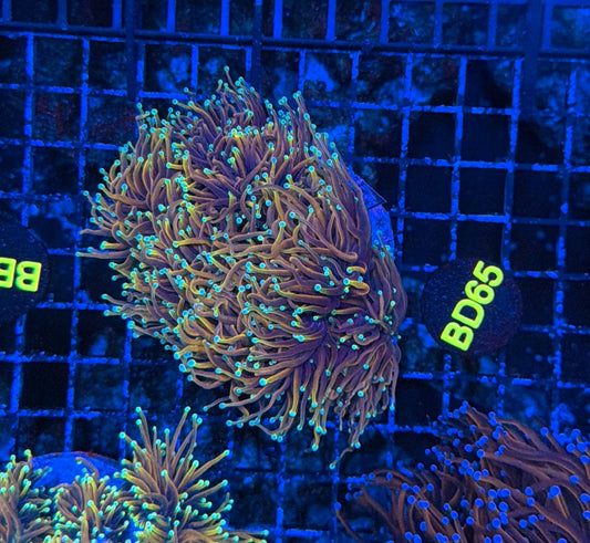 Indo Golds colony BD65