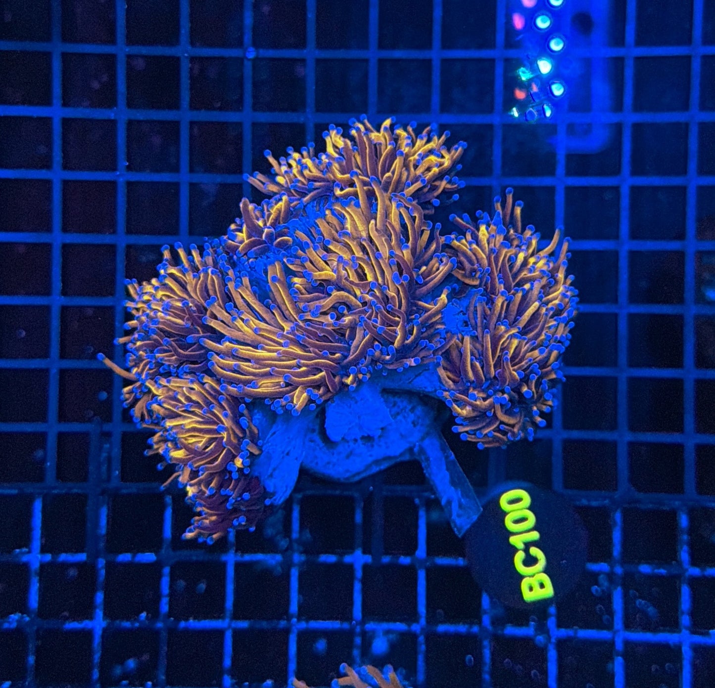 Indo Golds colony BC100